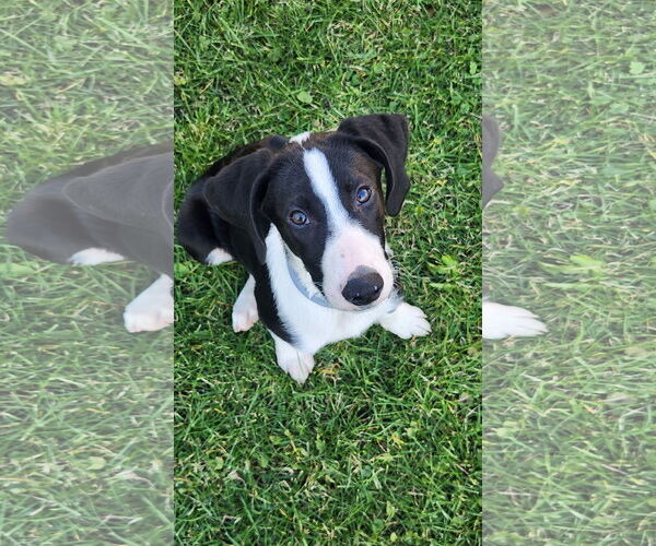 Medium Photo #3 Borador Puppy For Sale in Plainfield, IL, USA