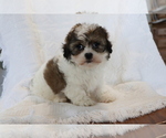 Small Photo #1 Zuchon Puppy For Sale in SHILOH, OH, USA