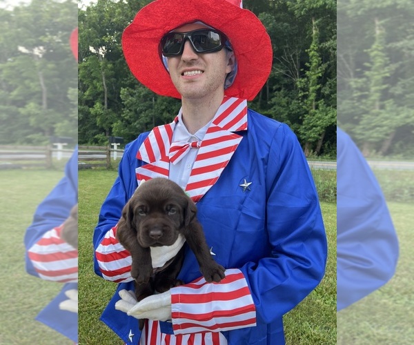Medium Photo #5 Labrador Retriever Puppy For Sale in NEOLA, WV, USA