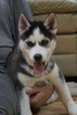 Small Photo #2 Siberian Husky Puppy For Sale in CASSVILLE, WI, USA