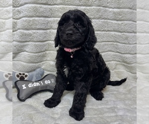 Goldendoodle Puppy for sale in AUBURN, IN, USA