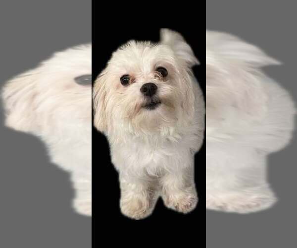 Medium Photo #4 Maltese Puppy For Sale in Bellevue, WA, USA
