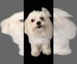 Small #3 Maltese