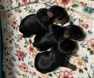 Yorkshire Terrier Puppy for Sale in LINDEN, Michigan USA