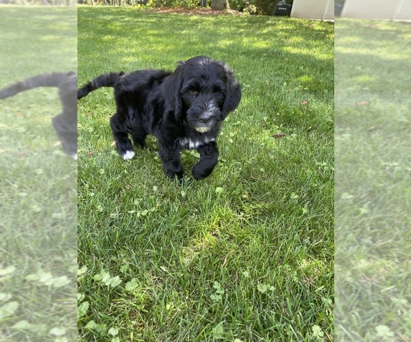 Medium Photo #5 Bernedoodle-Poodle (Standard) Mix Puppy For Sale in RICHMOND, IL, USA
