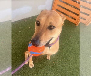 Labrador Retriever-Unknown Mix Dogs for adoption in Pompano Beach , FL, USA