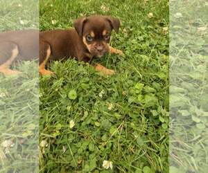Labrador Retriever-Unknown Mix Dogs for adoption in SHERBURNE, NY, USA