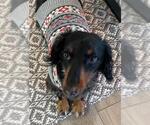 Small #2 Dachshund