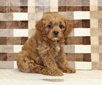 Small #3 Cavapoo (Miniature)