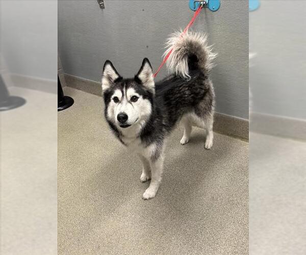 Medium Photo #1 Siberian Husky-Unknown Mix Puppy For Sale in Las Vegas, NV, USA