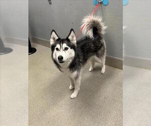 Siberian Husky-Unknown Mix Dogs for adoption in Las Vegas, NV, USA