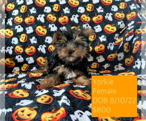 Yorkshire Terrier Puppy for sale in AMSTERDAM, MO, USA