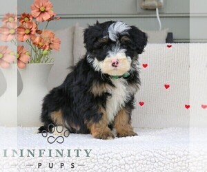 Bernedoodle (Miniature) Puppy for sale in PARKESBURG, PA, USA