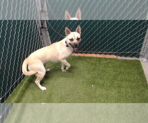 Shiba Inu-Unknown Mix Dogs for adoption in Downey, CA, USA