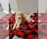 Small Photo #1 Goldendoodle Puppy For Sale in VERNONIA, OR, USA
