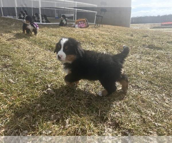 Medium Photo #3 Bernese Mountain Dog Puppy For Sale in ATHENS, WI, USA