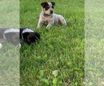 Small Photo #2 Australian Cattle Dog Puppy For Sale in DOWNING, WI, USA