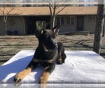 Small Photo #2 German Shepherd Dog Puppy For Sale in VACAVILLE, CA, USA