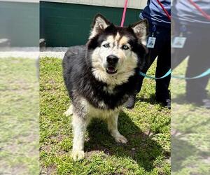 Siberian Husky Dogs for adoption in Naples, FL, USA