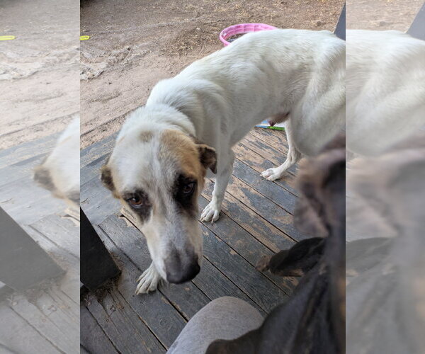 Medium Photo #7 Great Pyrenees Puppy For Sale in Orange Grove, TX, USA