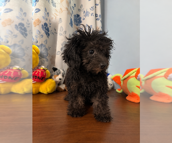 Medium Photo #1 Yorkipoo Puppy For Sale in DURHAM, CT, USA