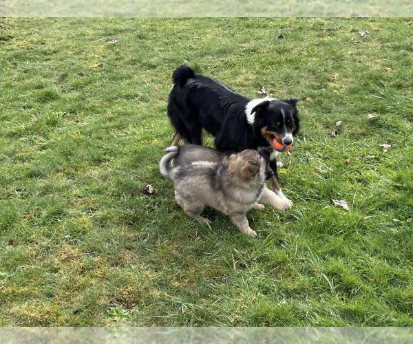Medium Photo #1 Australian Shepherd-German Shepherd Dog Mix Puppy For Sale in DEMING, WA, USA