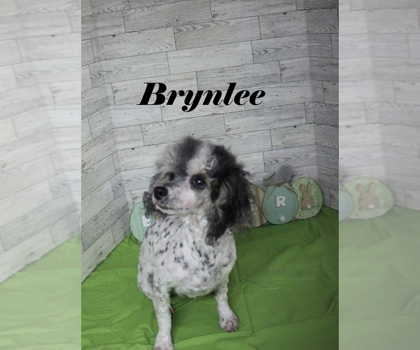 Medium Photo #1 Poodle (Toy) Puppy For Sale in CHANUTE, KS, USA