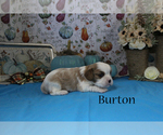 Small #6 Cavalier King Charles Spaniel