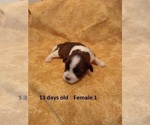 Small Photo #9 Havanese Puppy For Sale in DREXEL, MO, USA
