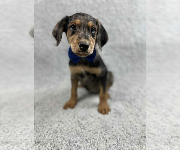 Medium Photo #4 Poodle (Standard)-Unknown Mix Puppy For Sale in Grafton, WI, USA