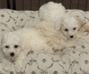 Goldendoodle mix (+ Poodle Toy) Litter for sale in SAINT LOUIS, MO, USA