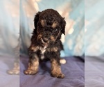 Theodore - Male Bernedoodle (Miniature) Puppy for Sale - Photo #11