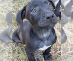 Small #1 Black Mouth Cur-Labrador Retriever Mix