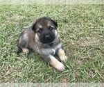 Small Photo #22 German Shepherd Dog Puppy For Sale in ZEPHYRHILLS, FL, USA