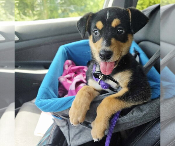 Medium Photo #3 Mutt Puppy For Sale in Spring Lake, NC, USA