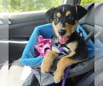 Small #2 Mutt