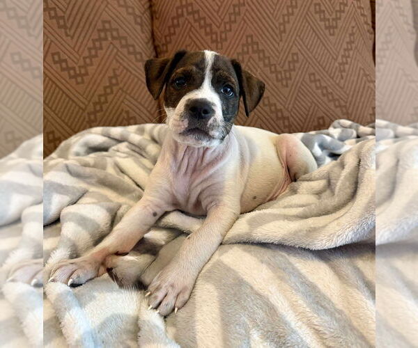 Medium Photo #2 Boxer-Unknown Mix Puppy For Sale in Tampa, FL, USA