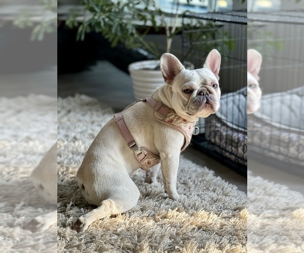 Medium Photo #3 French Bulldog Puppy For Sale in SACRAMENTO, CA, USA