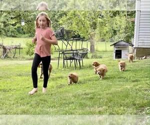 Golden Retriever Puppy for Sale in WOODSTOCK, Connecticut USA
