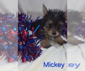 Yorkshire Terrier Puppy for sale in AZLE, TX, USA