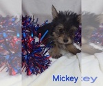 Small Yorkshire Terrier