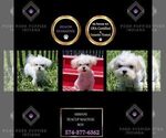Puppy Armani AKC Maltese