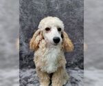Small Poodle (Toy)