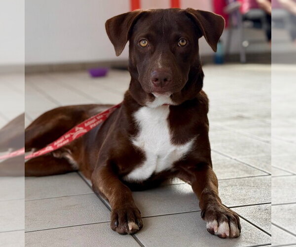 Medium Photo #12 Chocolate Labrador retriever-Unknown Mix Puppy For Sale in Canton, CT, USA