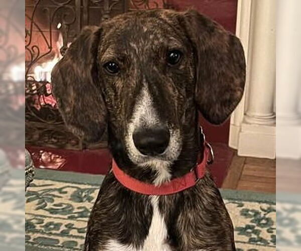 Medium Photo #10 Mutt Puppy For Sale in Canton, CT, USA