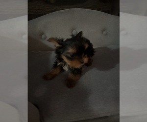 Yorkshire Terrier Puppy for sale in GREENBELT, MD, USA