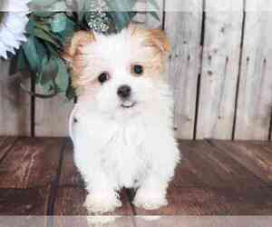 Havanese Puppy for sale in MOUNT VERNON, OH, USA