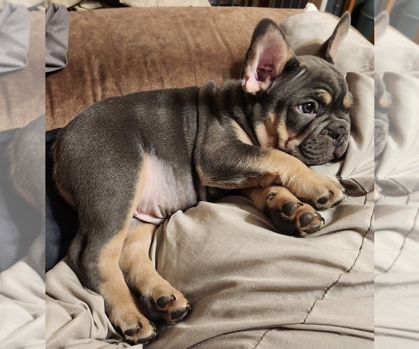 Medium Photo #2 French Bulldog Puppy For Sale in GREENWICH, OH, USA