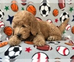 Small Photo #3 Goldendoodle-Poodle (Miniature) Mix Puppy For Sale in LAKELAND, FL, USA