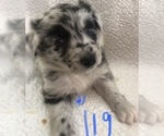 Small Photo #3 Australian Shepherd Puppy For Sale in SUNNYVALE, CA, USA